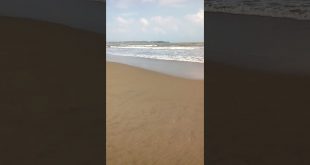 Hoa Vinh Đi dạo biển Quy Nhơn gặp xác CÁ MẬP trôi vào bờ