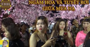 Ngắm HOA và TUYẾT RƠI giữa Mùa Hạ tại Lễ hội HOA ANH ĐÀO thành phố Quy Nhơn, Bình Định 2018