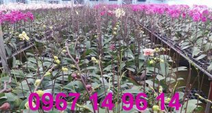 Mua bán hoa lan hồ điệp tết 2019 ở Quy Nhơn, Bình Định