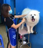 Top 4 Dịch vụ spa thú cưng tốt nhất tại TP. Quy Nhơn, Bình Định